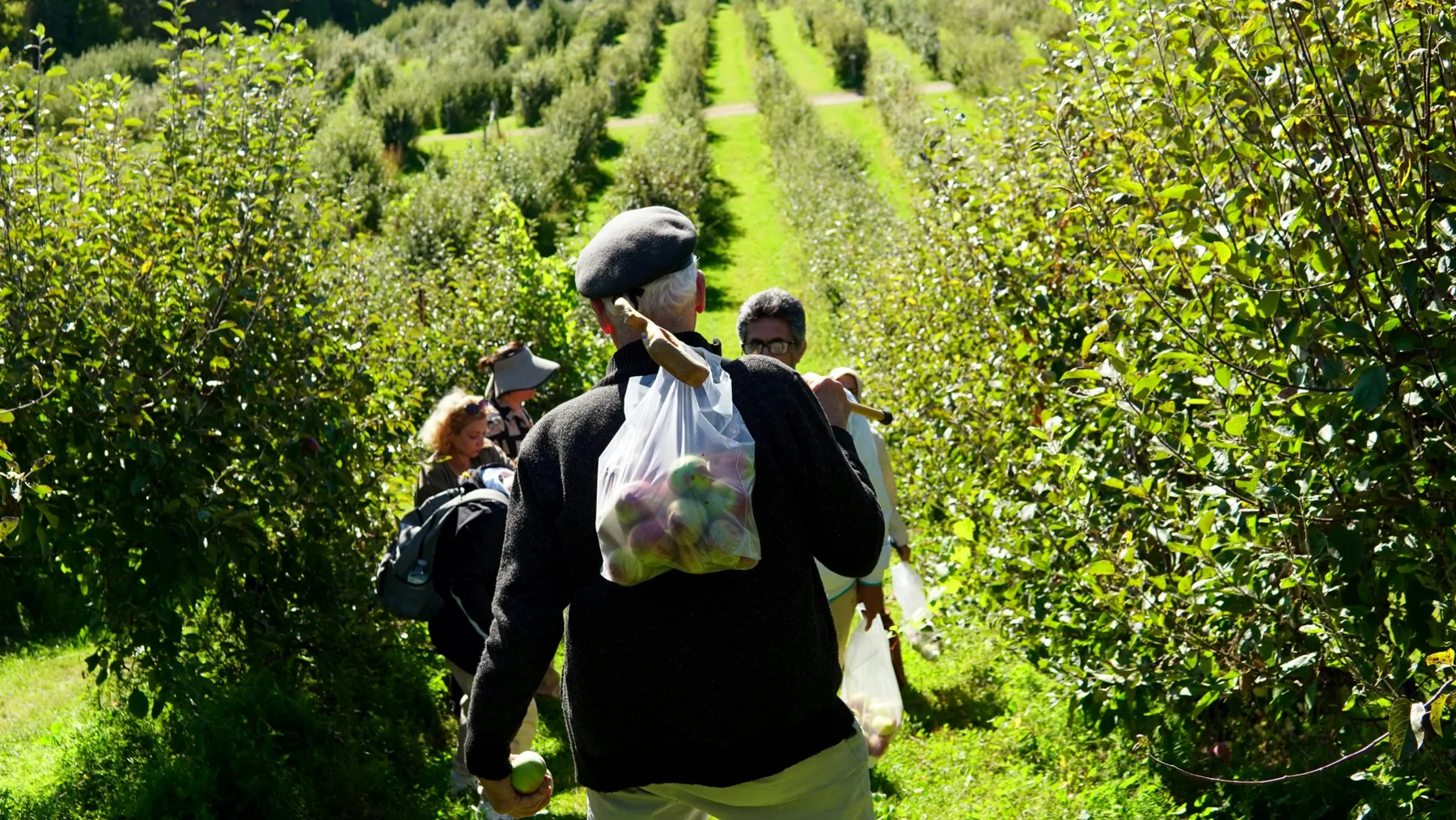 Visitors walking the rows of an apple orchard on a u-pick day, carrying bags of fruit they picked themselves.