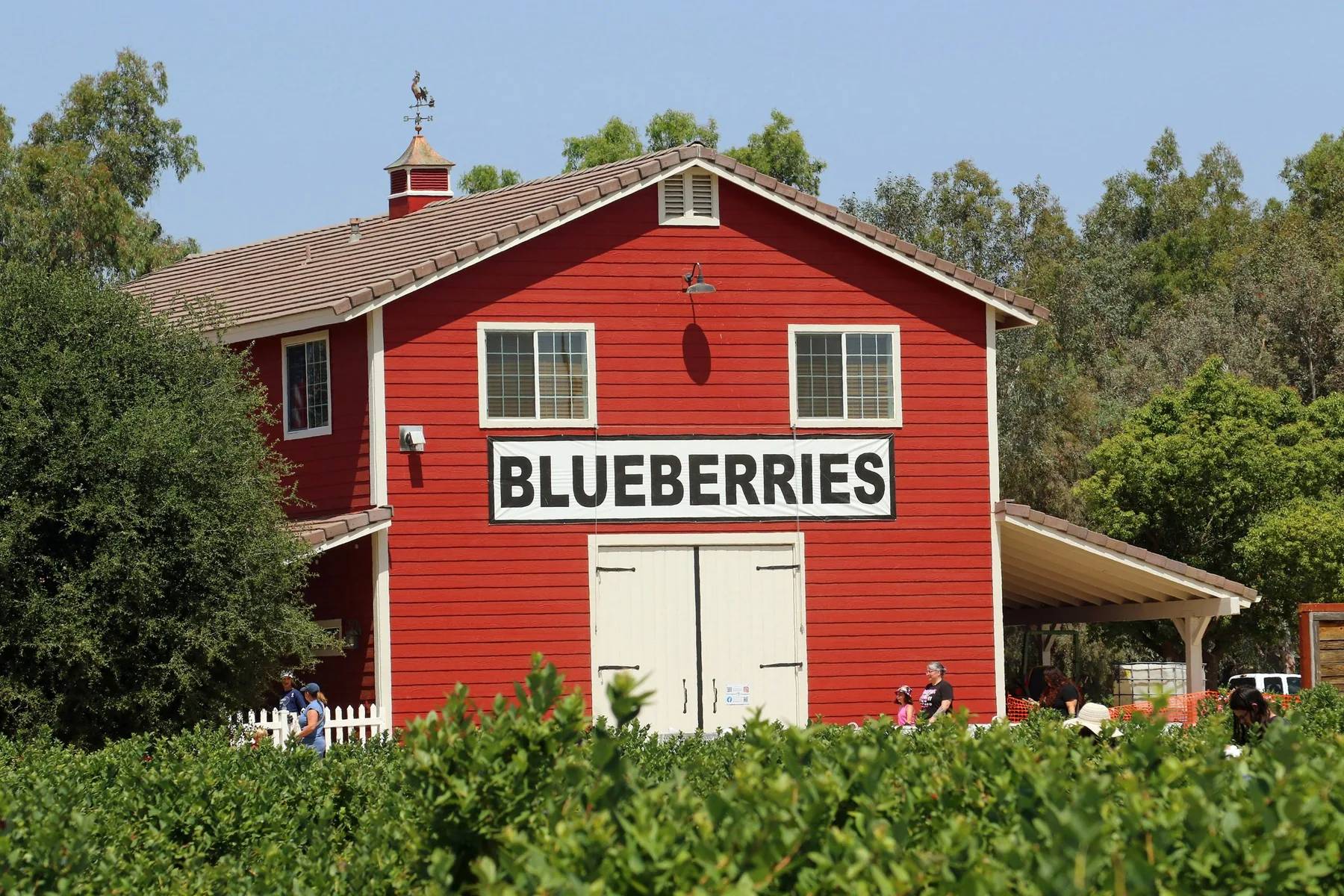 A red barn with a large BLUEBERRIES sign, with visitors picking in the rows of bushes in front of it.