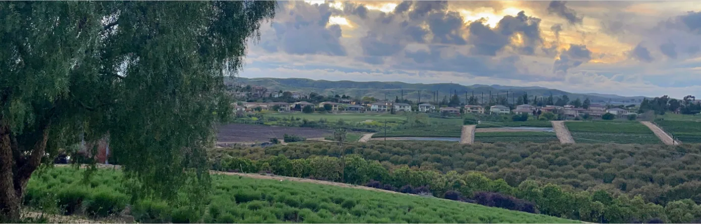 Farmland rows in South Morro Hills at dusk, with a mature tree in the foreground and evening clouds over the hills