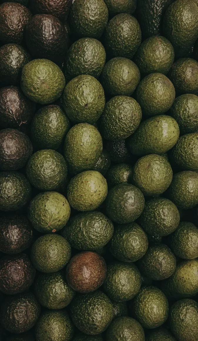 Freshly harvested avocados