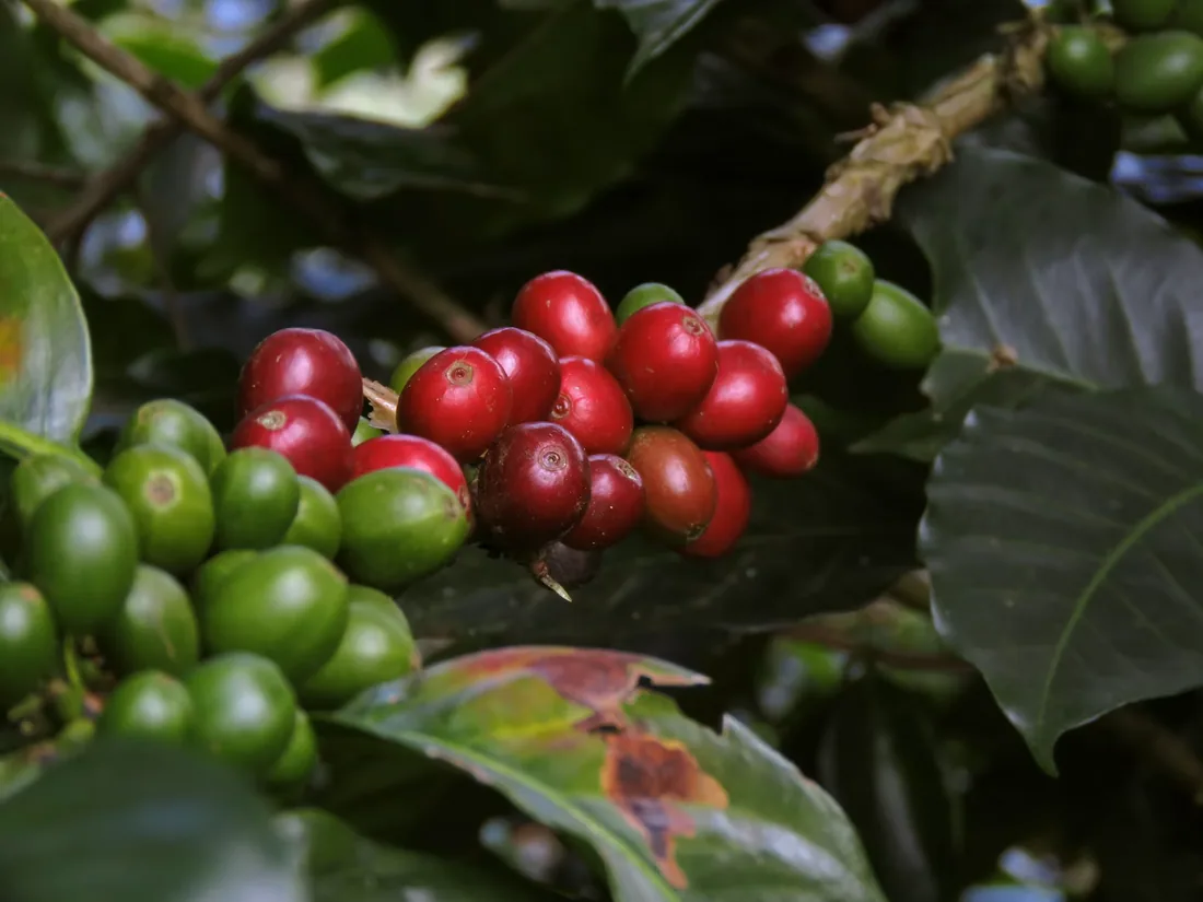 Coffee cherries ripening on the branch