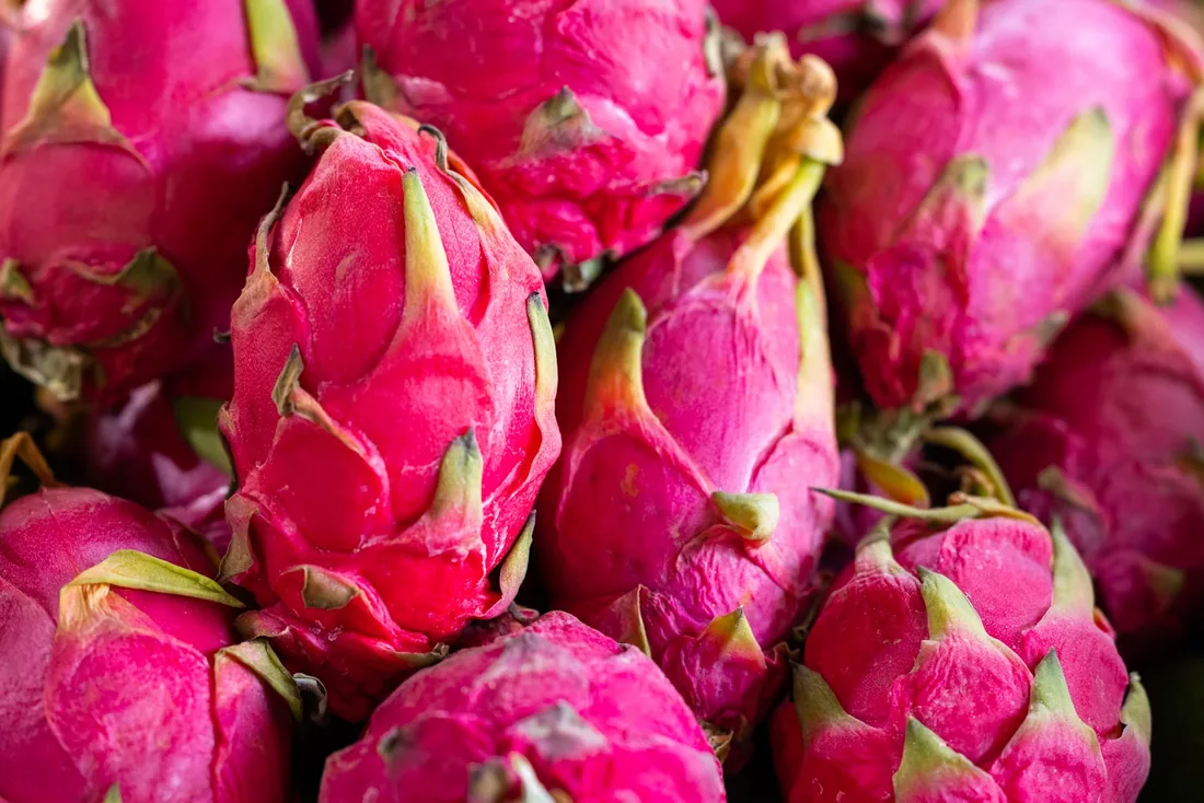 Freshly harvested dragon fruit