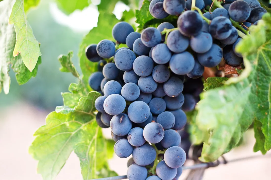 A cluster of wine grapes on the vine