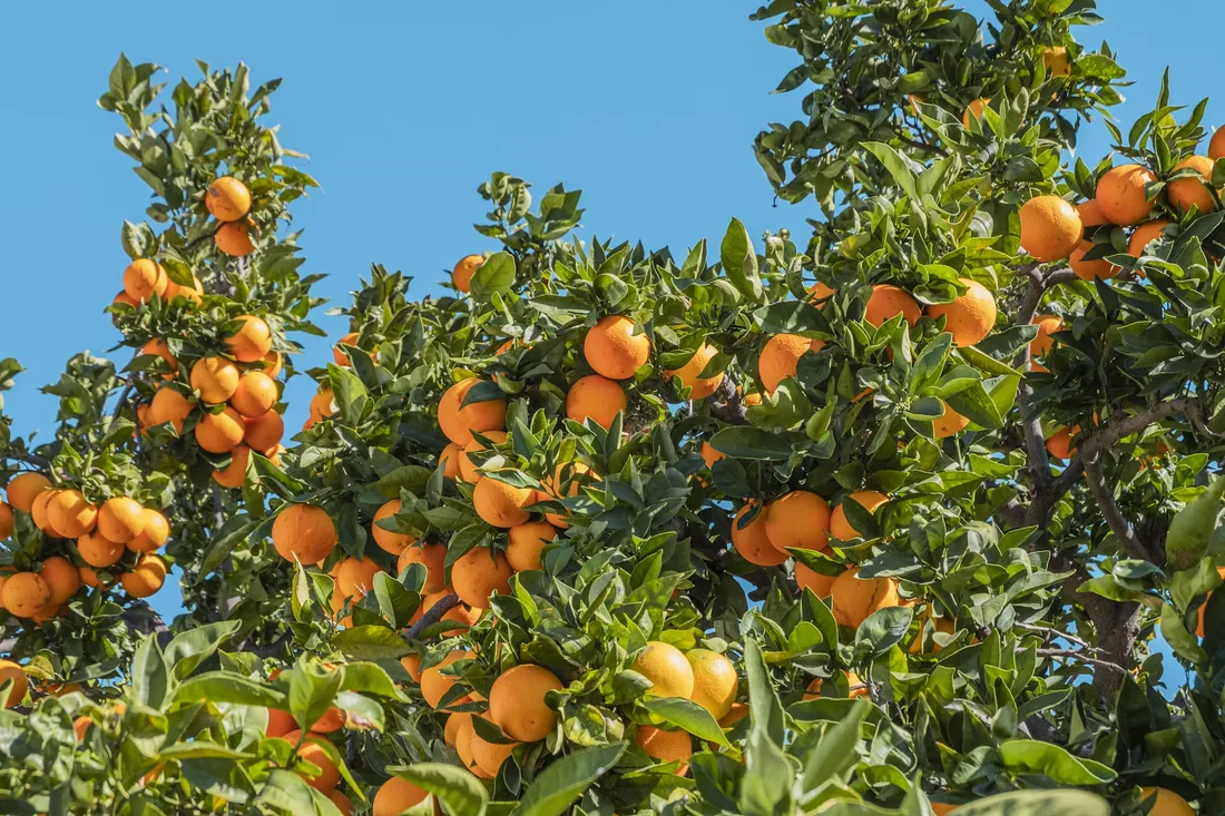 Oranges ripening on the tree