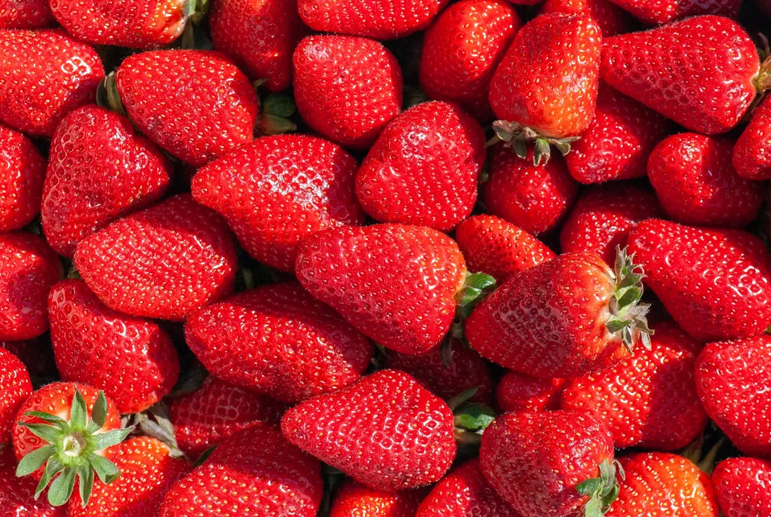 Freshly harvested strawberries