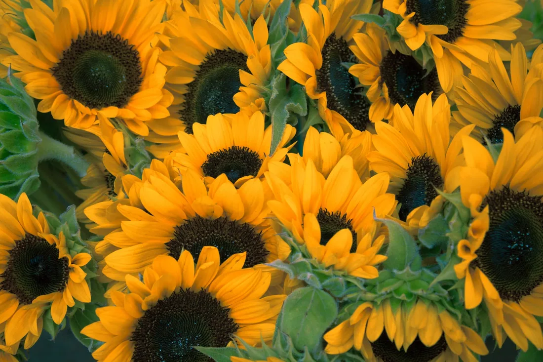 Sunflowers in bloom