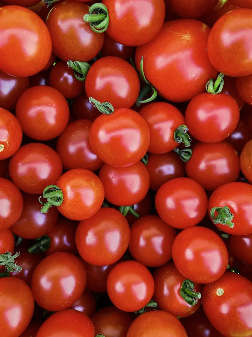 Freshly harvested cherry tomatoes