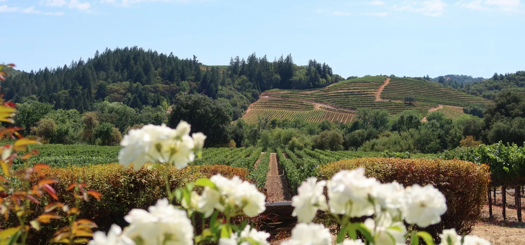 Terraced vineyard rows on a wooded hillside in Napa County, with roses planted along the edge of the block.