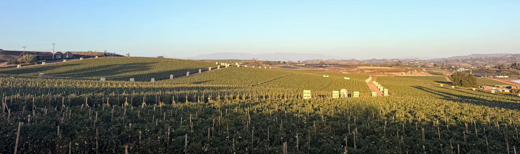 Tomato rows in production across the hills of South Morro Hills at golden hour, with hillside housing visible along the ridge in the distance.