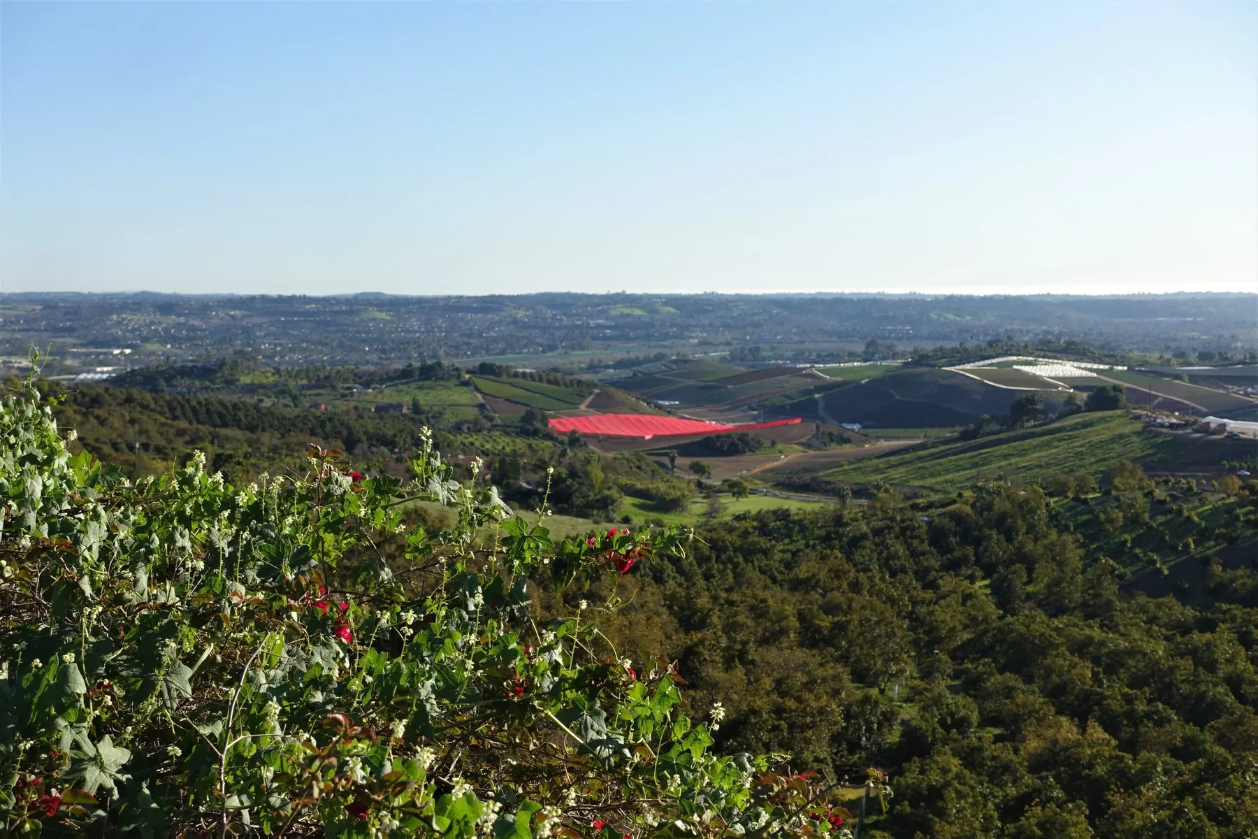 Wide view over South Morro Hills farmland toward the coast, with a vibrant crop-cover row visible among the fields