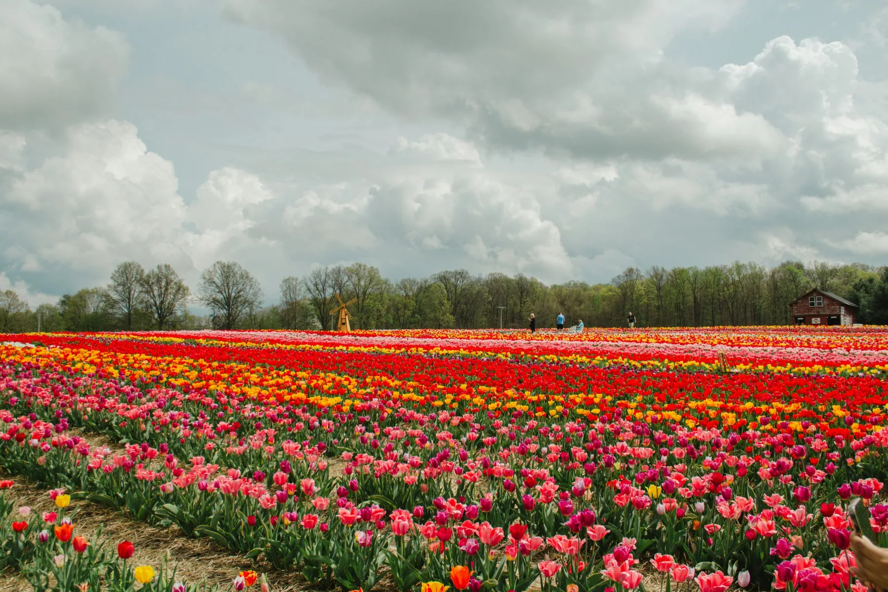 A commercial tulip field in full bloom, planted in wide bands of colour, with visitors walking the rows toward a windmill.