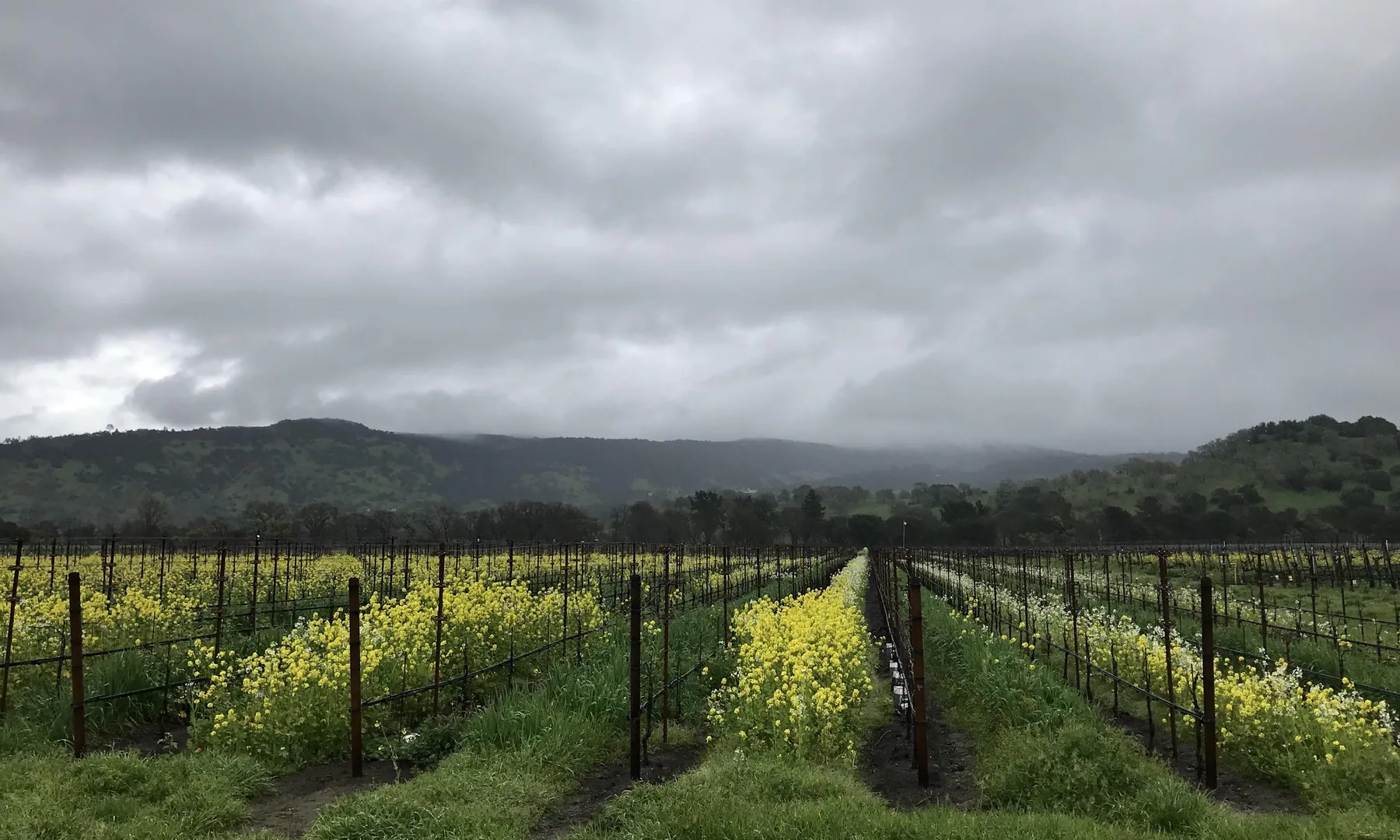 Vineyard rows with wild mustard blooming between them, hills and rain clouds beyond